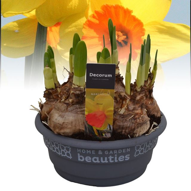 Picture of Narcissus monal in bowl