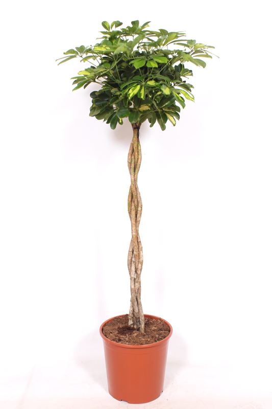 Picture of Schefflera arboricola gold capella braided stem