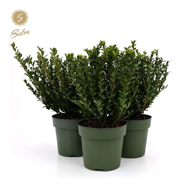 Picture of Ilex crenata bush