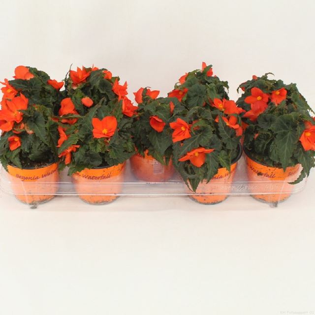 Picture of BEGONIA WATERFALL ENCANTO ORANGE