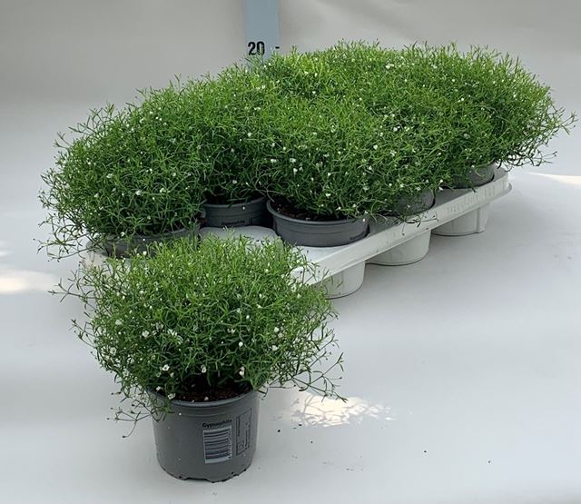 Picture of Gypsophila paniculata white