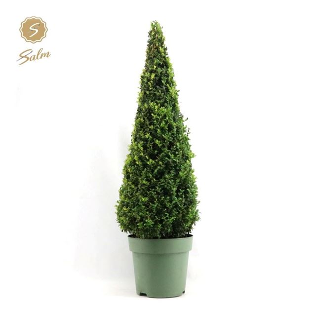 Picture of Buxus sempervirens pyramid 090-100cm