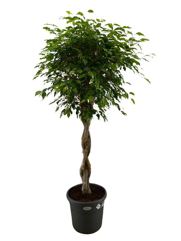 Picture of Ficus benjamina exotica braided stem