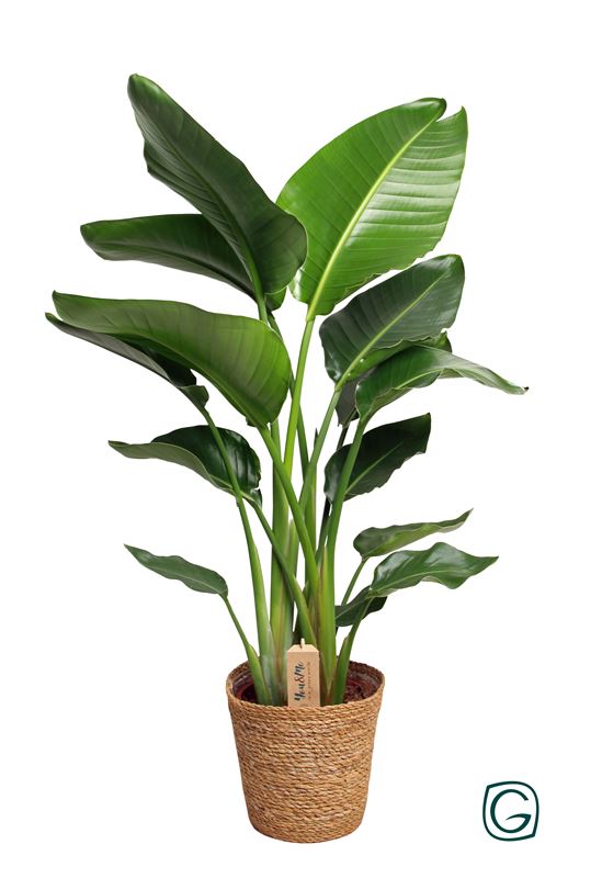 Picture of STRELITZIA NICOLAI IN WOVEN BASKET
