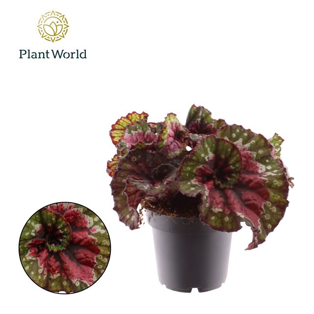 Picture of Begonia rex macarena