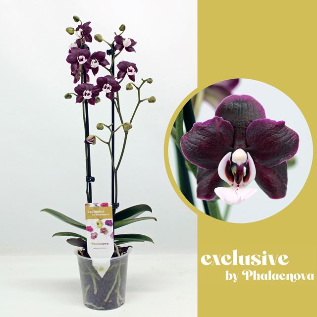 Picture of PHALAENOPSIS 02-STEM BLACK WIDOW