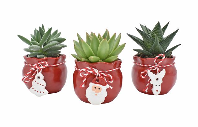 Picture of SUCCULENT MIX IN CHRISTMAS CERAMIC