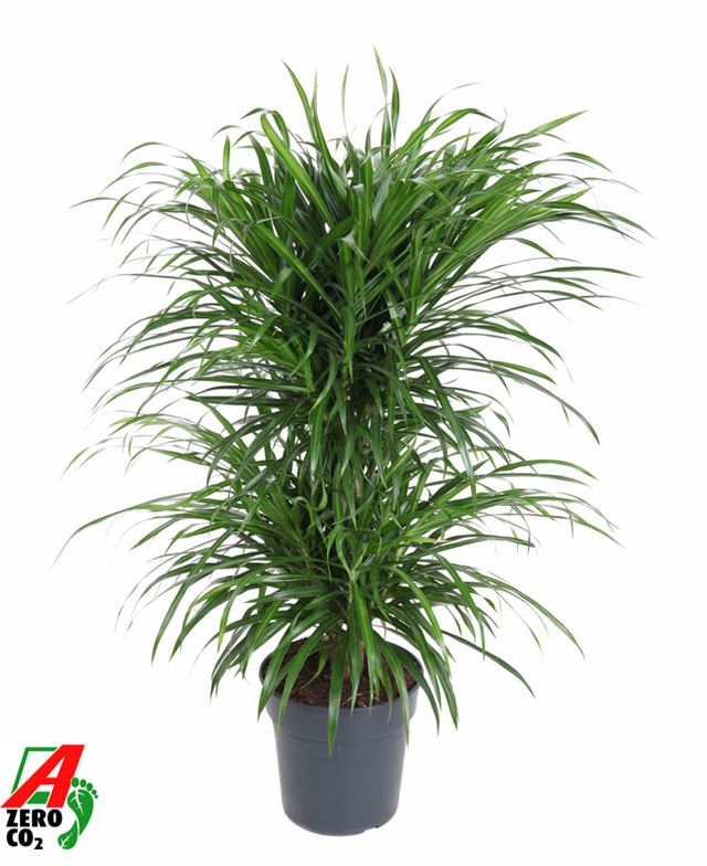 Picture of DRACAENA REFLEXA ANITA CARROUSEL