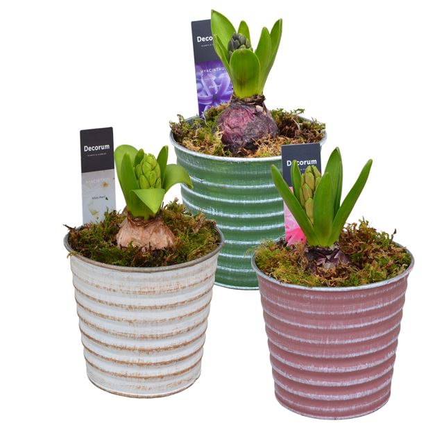 Picture of HYACINTHUS 01BULB IN LUCIA ZINC