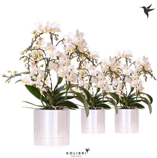 Picture of Phalaenopsis 04-stem kolibri botanic white in cera