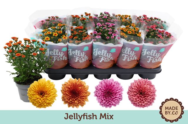 Picture of Chrysanthemum jellyfish mix