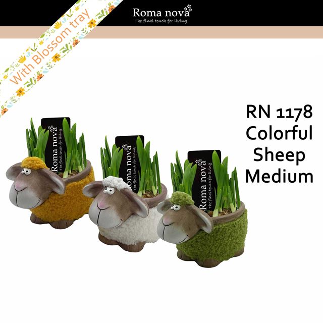 Picture of Narcissus colorful sheep medium
