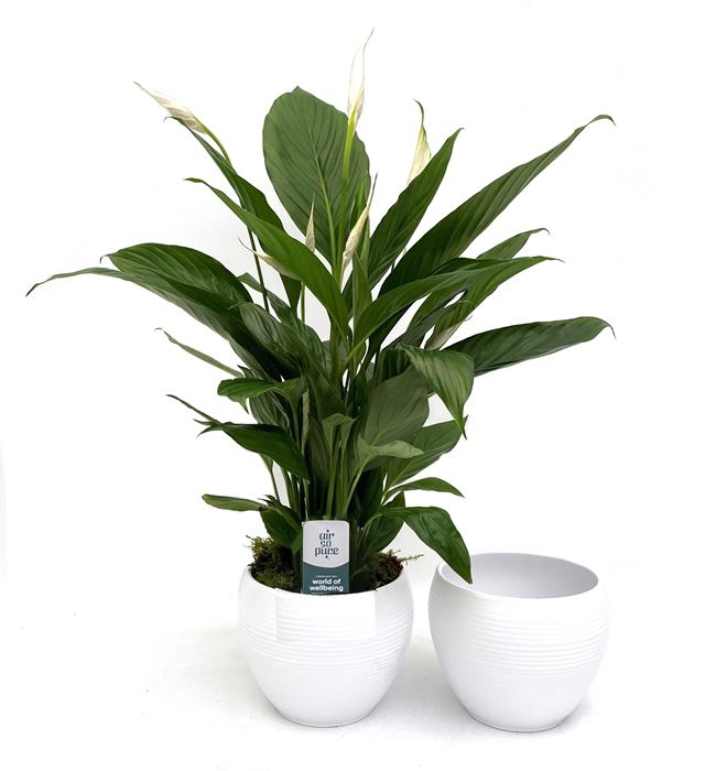 Picture of SPATHIPHYLLUM BINGO CUPIDO IN WHITE CERAMIC