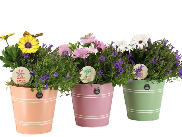 Picture of OUTDOOR SUMMER ARRANGEMENT 02PP IN ZINC
