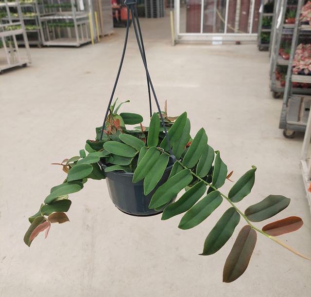 Picture of MARCGRAVIA SINTENISII IN HANGING BASKET