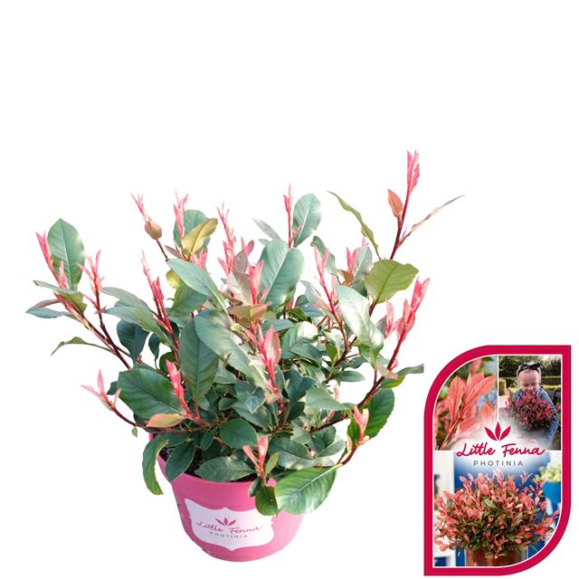 Picture of Photinia fraseri little fenna