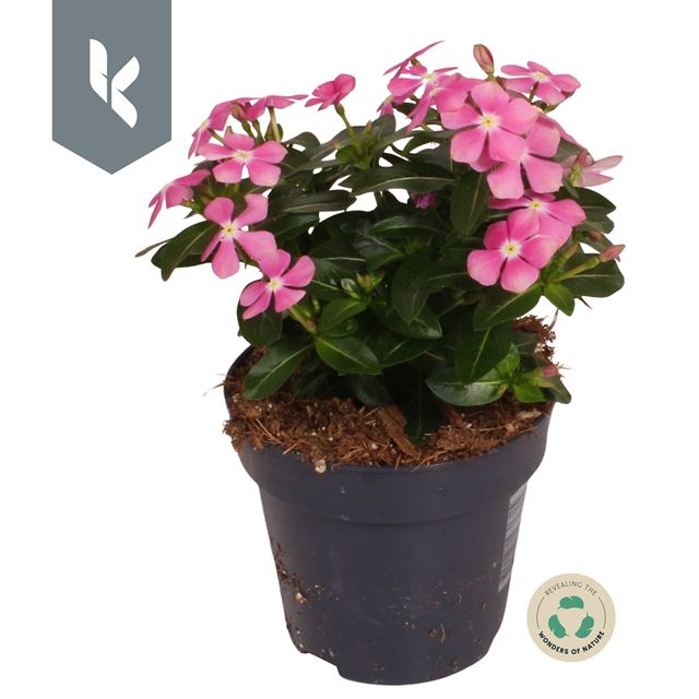 Picture of CATHARANTHUS SOIRÉE PINK