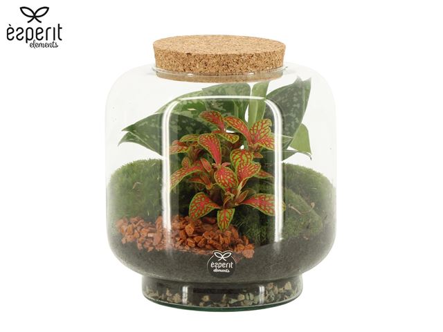 Picture of Terrarium
