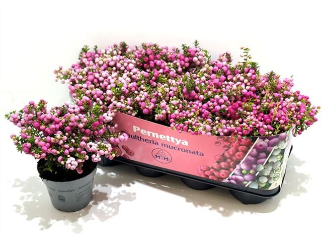 Picture of GAULTHERIA MUCRONATA (PERNETTIA) PINK