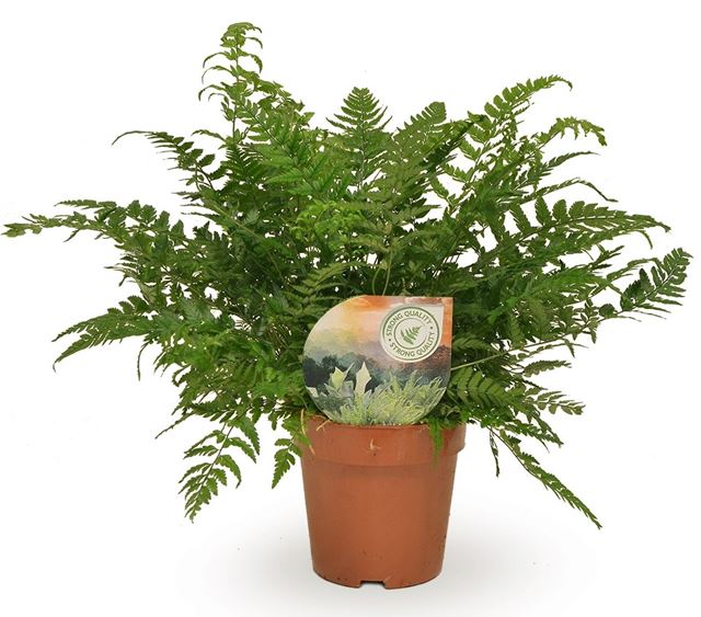 Picture of POLYSTICHUM TSUSSIMENSE / ATHYRIUM