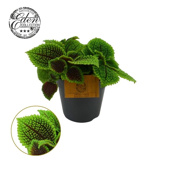 Picture of PILEA INVOLUCRATA MOON VALLEY