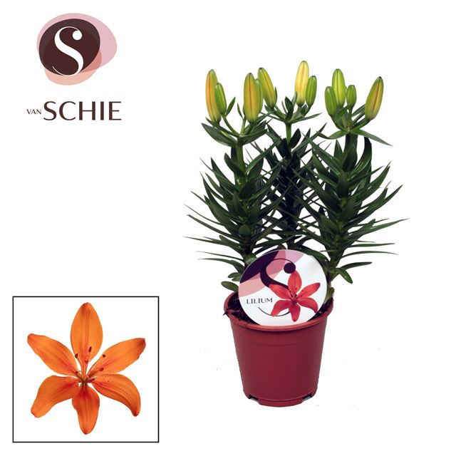 Picture of Lilium asiatic orange