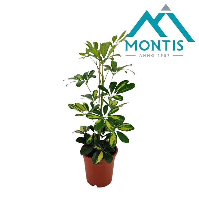 Picture of Schefflera arboricola gold capella