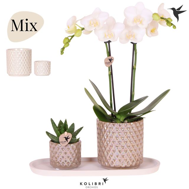 Picture of Phalaenopsis arrangement gift set diamond