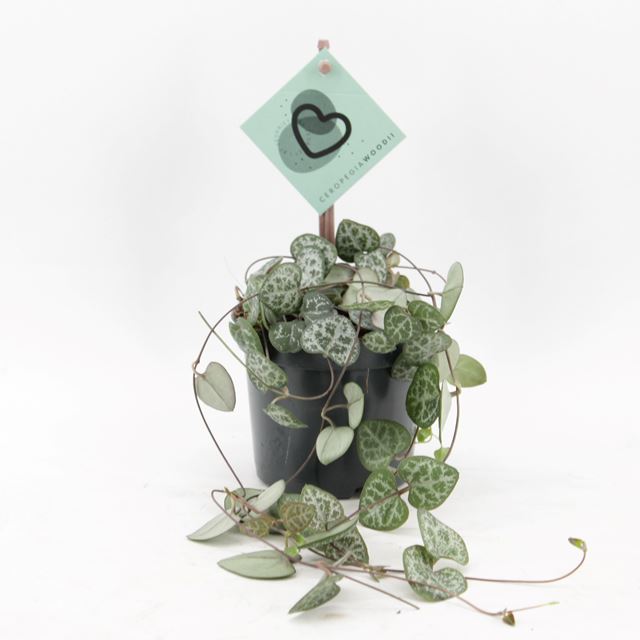 Picture of CEROPEGIA WOODII