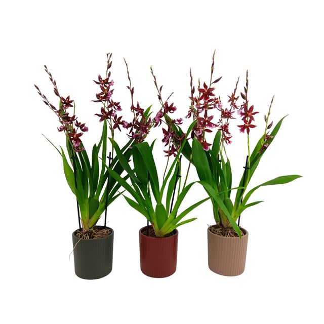 Picture of Cambria 03-stem barrocco red in ceramic