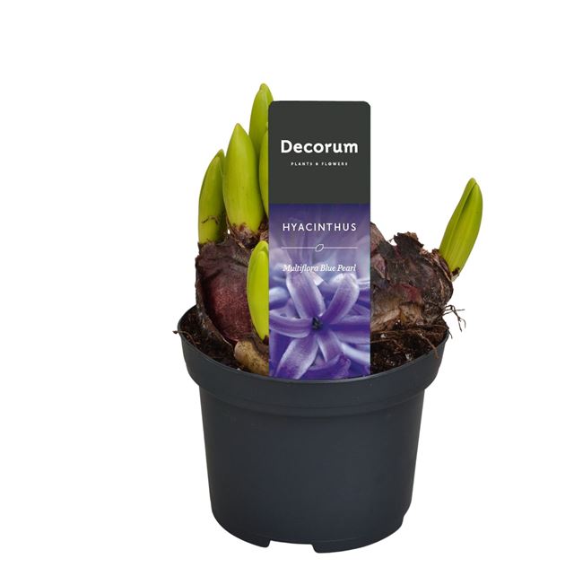 Picture of HYACINTHUS MULTIFLORA BLUE