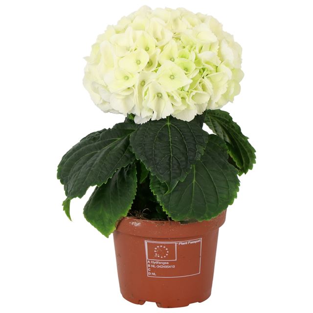 Picture of HYDRANGEA MACROPHYLLA 01-FL WHITE