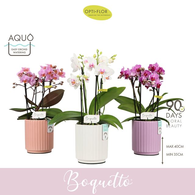 Picture of Phalaenopsis 03-stem boquetto pinko mix in ceramic