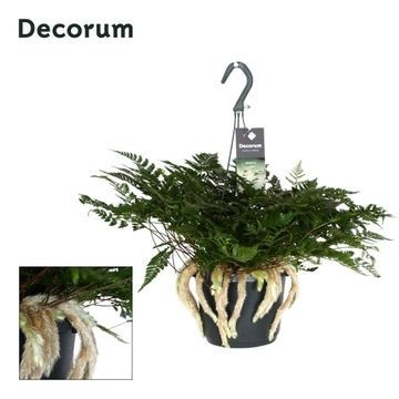 Picture of Davallia teyermannii in hanging basket