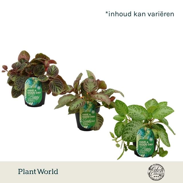 Picture of Episcia mix