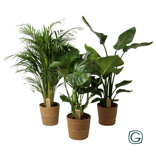 Picture of Foliage mix 'green is' in basket