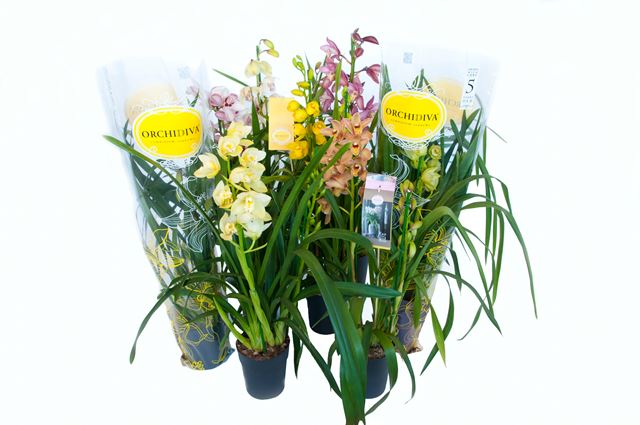 Picture of CYMBIDIUM 02-STEM MIX