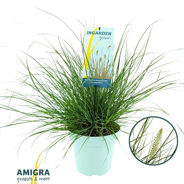 Picture of Pennisetum alopecuroides little hameln