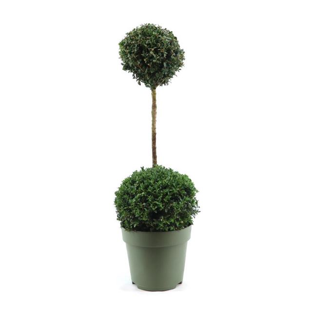 Picture of BUXUS SEMPERVIRENS DUOBALL