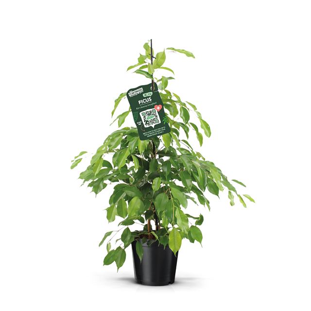 Picture of FICUS BENJAMINA EXOTICA