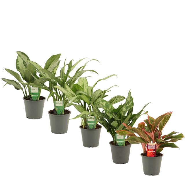 Picture of AGLAONEMA MIX