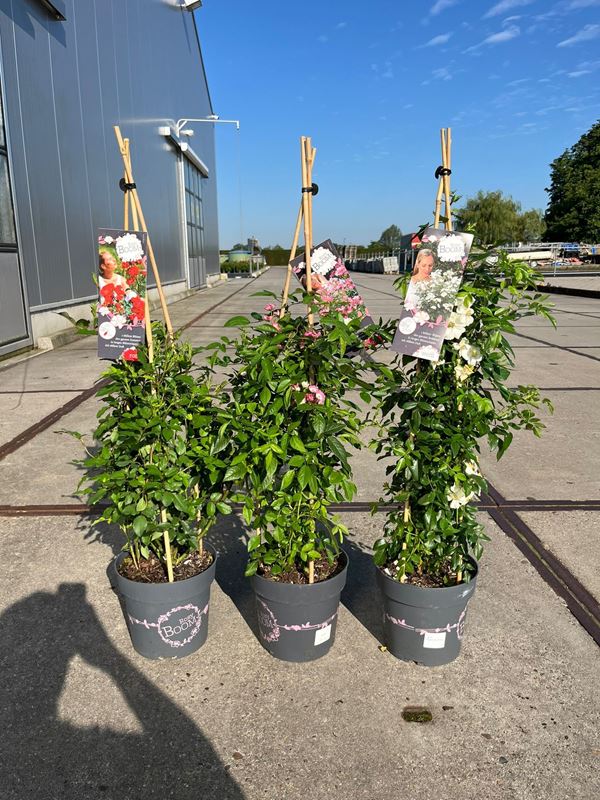 Picture of Rosa climber rosy boom mix