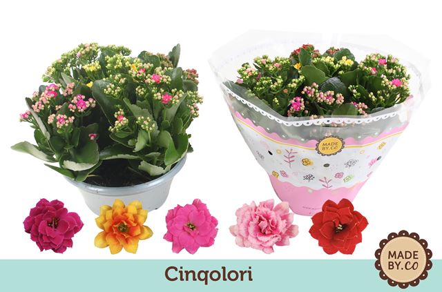 Picture of KALANCHOE DOUBLE CARNAVAL BOWL