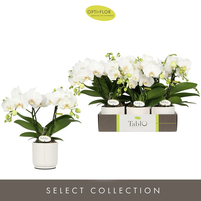 Picture of PHALAENOPSIS 02-STEM TABLO CHAMPAGNE IN CERAMIC