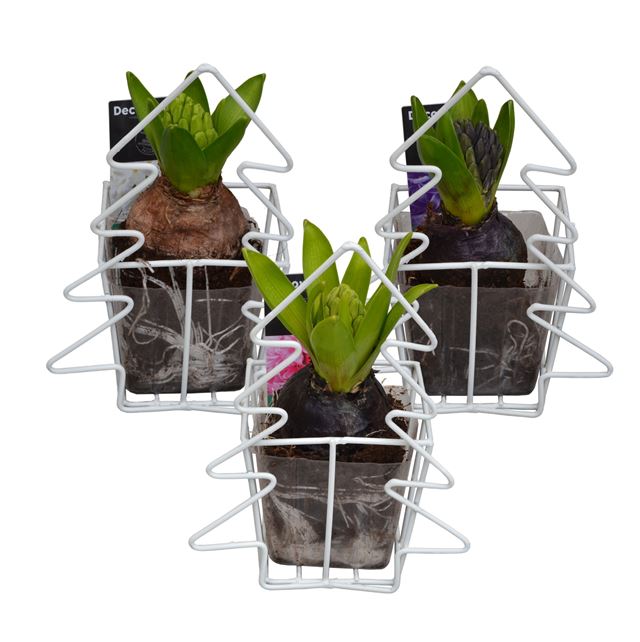 Picture of HYACINTHUS 01BULB METAL CHRISTMAS TREE