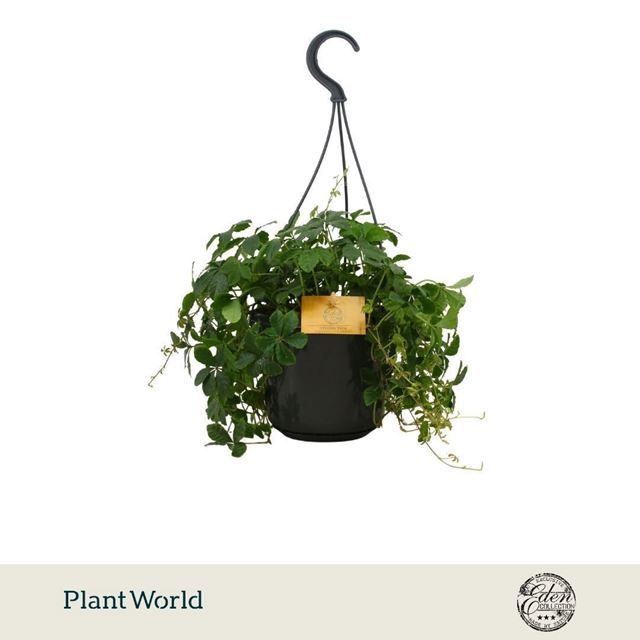 Picture of Parthenocissus striata in hanging basket
