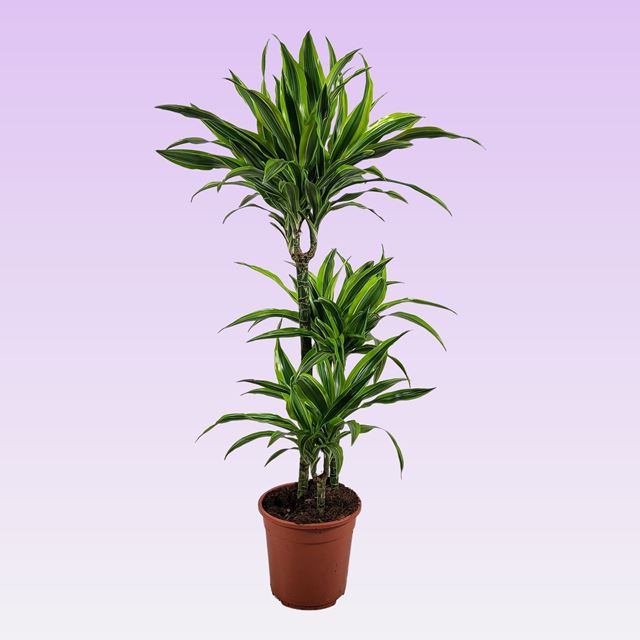 Picture of DRACAENA FRAGRANS LEMON LIME 060+/30+/15+