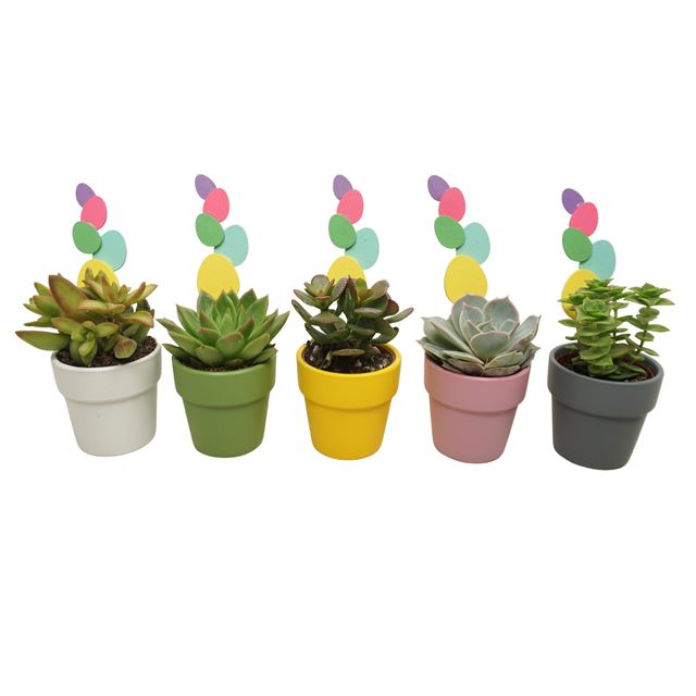 Picture of Succulent mix easter in ceramic