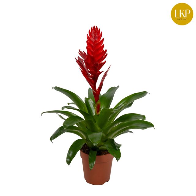 Picture of VRIESEA INTENSO RED