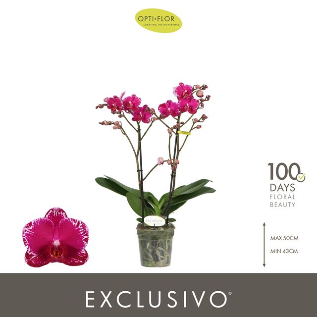 Picture of Phalaenopsis 02-stem exclusivo asian violin